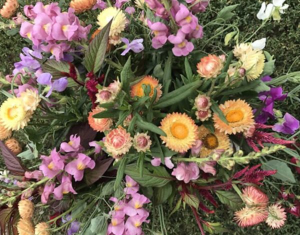 Supplies Listing Category Blossom Ridge Flower Farm